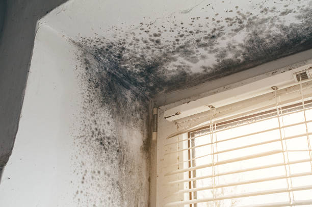Affordable Mold Cleanup solutions in Augusta, GA